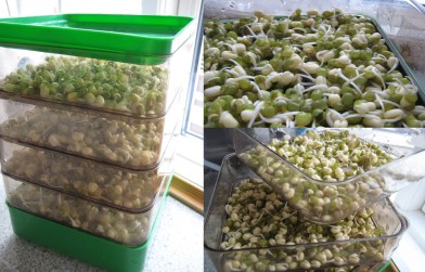 Vores spirehus med de næsten færdige bønnespirer