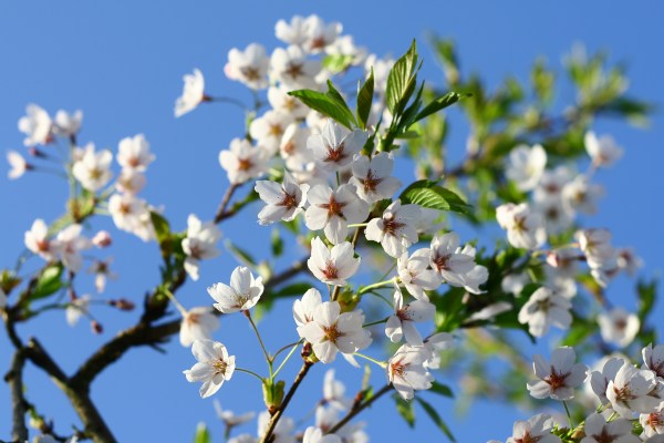 Morgenmad 200 - 250 kcal