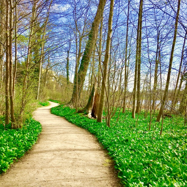 Ramsløg ved Dallund Slot
